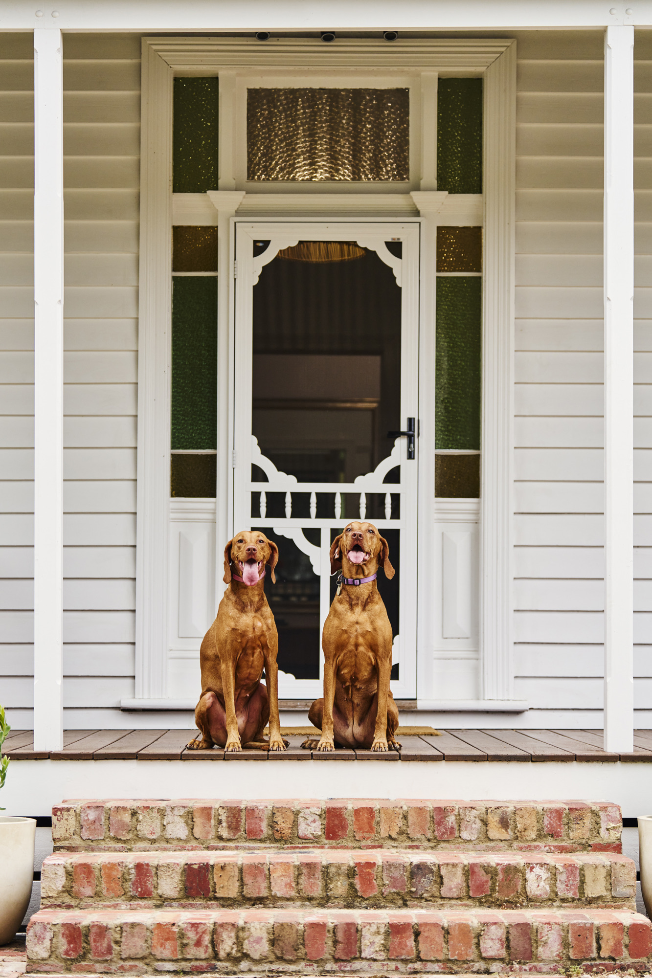 Two Vizslas on the front porch of Zalm