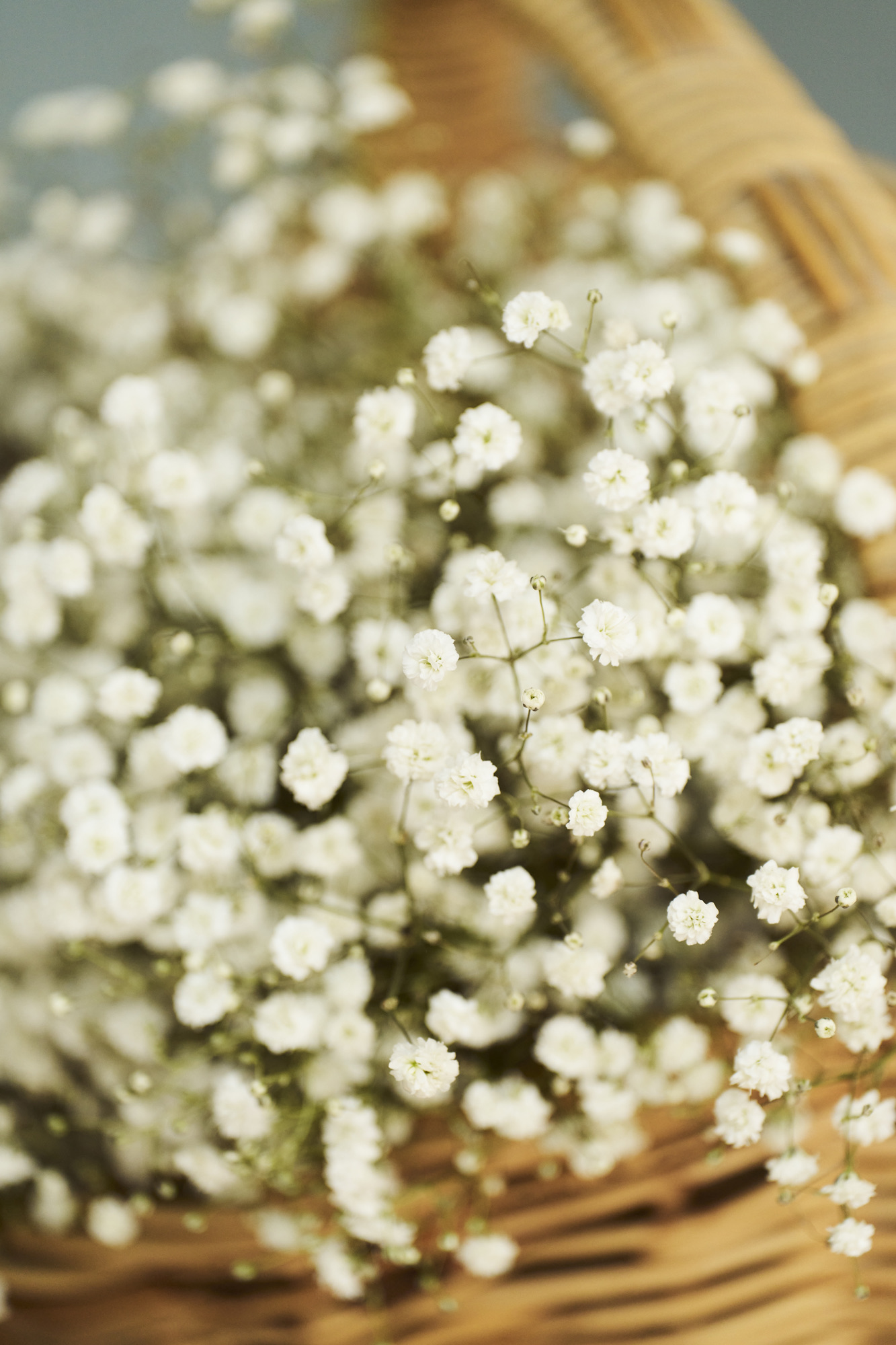 Flowers from a bridal shoot at Zalm